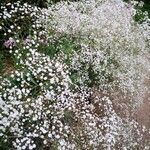 Gypsophila paniculata habit picture by Dieter Albrecht (cc-by-sa)