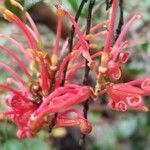 Grevillea oxyantha flower picture by ian connop (cc-by-sa)