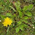 Taraxacum mattmarkense leaf picture by Éric Godard (cc-by-sa)