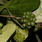 Mollinedia costaricensis fruit picture by Nelson Zamora Villalobos (cc-by-nc)