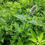 Agastache foeniculum habit picture by Matthias Foellmer (cc-by-sa)