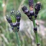 Equisetum variegatum flower picture by F. Manzano (cc-by-sa)