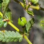 Larrea nitida fruit picture by Trap Hers (cc-by-sa)