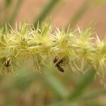 Cenchrus biflorus flower picture by Maarten Vanhove (cc-by-sa)