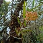 Epidendrum oxysepalum habit picture by Gabriel OLLIVIER (cc-by-sa)