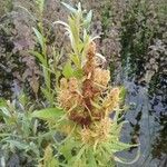 Rumex palustris flower picture by Patrick Nard (cc-by-sa)