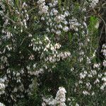 Erica arborea habit picture by claire Felloni (cc-by-sa)