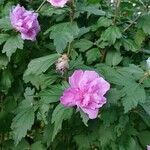 Hibiscus syriacus flower picture by Guy-Noel MATHIEU (cc-by-sa)