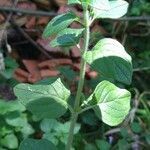 Origanum vulgare habit picture by Chouckri Djelassi (cc-by-sa)