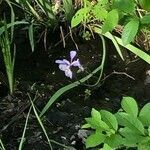 Iris virginica flower picture by Jane Leff (cc-by-sa)