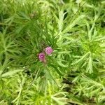 Geranium dissectum flower picture by Rene DIEPENDAELE (cc-by-sa)