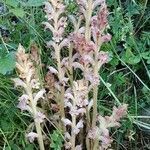 Orobanche caryophyllacea habit picture by lolo P (cc-by-sa)