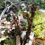 Monotropa hypopitys habit picture by Alain Bigou (cc-by-sa)