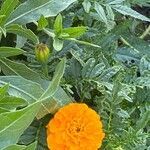 Tagetes erecta flower picture by Laurence Chabalier (cc-by-sa)