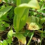 Ophrys apifera leaf picture by Ludovic Stroobants (cc-by-sa)