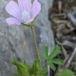 Malva cretica flower picture by Denis Bastianelli (cc-by-sa)