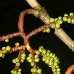 Geonoma deversa fruit picture by Nelson Zamora Villalobos (cc-by-nc)