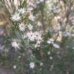 Baccharis sarothroides flower picture by Sarah s (cc-by-sa)