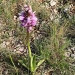 Orchis simia habit picture by Martine CHOCHOI (cc-by-sa)