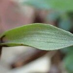 Epipactis microphylla leaf picture by Yoan MARTIN (cc-by-sa)