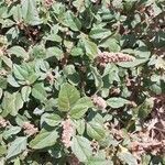 Amaranthus deflexus habit picture by Boumlik Messaïli (cc-by-sa)