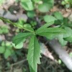 Ranunculus cassubicus leaf picture by Pushno (cc-by-sa)