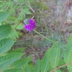 Dalea purpurea flower picture by Todd Nadenichek (cc-by-sa)