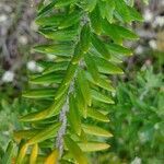 Westringia fruticosa leaf picture by Boris Therock (cc-by-sa)