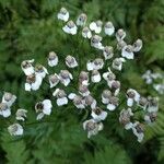 Achillea macrophylla flower picture by Cristian Zanella Cristian Zanella (cc-by-sa)