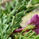 Vicia pyrenaica leaf picture by doune34160 (cc-by-sa)