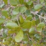 Quercus myrtifolia leaf picture by William Wattles (cc-by-sa)