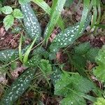 Pulmonaria longifolia leaf picture by elsa baer (cc-by-sa)