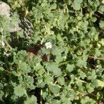 Veronica cymbalaria habit picture by Sylvain Piry (cc-by-sa)