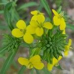 Brassica juncea flower picture by Botasy (cc-by-sa)