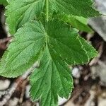 Heracleum austriacum leaf picture by Jani Zadrgal (cc-by-sa)