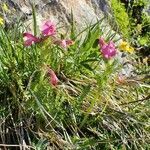 Pedicularis gyroflexa habit picture by Yoan MARTIN (cc-by-sa)