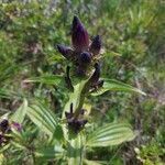 Gentiana pannonica leaf picture by Elisabeth Ellu (cc-by-sa)