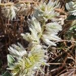 Sericocomopsis pallida flower picture by susan brown (cc-by-sa)