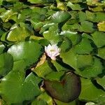 Nymphaea alba leaf picture by Kampf Robert (cc-by-sa)