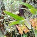 Epidendrum oxysepalum leaf picture by Gabriel OLLIVIER (cc-by-sa)