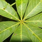 Pachira aquatica leaf picture by Nelson Zamora Villalobos (cc-by-nc)