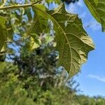 Solanum subinerme leaf picture by Denis Bastianelli (cc-by-sa)