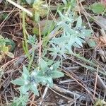 Linaria micrantha habit picture by Pokotilo Olga (cc-by-sa)