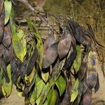 Dalbergia retusa habit picture by Nelson Zamora Villalobos (cc-by-nc)