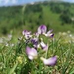 Astragalus alpinus flower picture by Wolfgang Singewald (cc-by-sa)