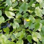 Nuphar lutea habit picture by Bernd Lehmann (cc-by-sa)