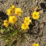 Oxalis valdiviensis habit picture by Daniel Barthelemy (cc-by-nc)