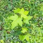 Liquidambar styraciflua leaf picture by Susan Mene (cc-by-sa)