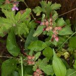 Geranium macrorrhizum habit picture by Martin Bishop (cc-by-sa)