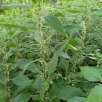 Parietaria officinalis habit picture by thsnielsen (cc-by-sa)